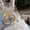 うさぎと毒ガスの島