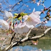 大倉山からバスで三ツ池公園へ行ってきたよ