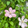 クレマチス＊アイノール＊花後剪定誘引＆挿し木