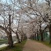 鹿島川の桜