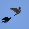 カラス vs オオタカ...というか、カラスに追われるオオタカ｜画的な条件が悪いとAFは外れがちで、それが...