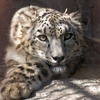 ユキヒョウ Panthera uncia - カーフ