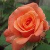 2009【無農薬でバラ栽培】　薔薇なのにカテゴリをつけていない訳は････