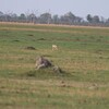 セグロジャッカル(Black-backed Jackal)