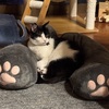 catlogまた増えました。