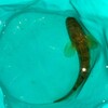 仕事終わりの淀川へ