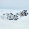 アイスランド（Iceland  🇮🇸）：　Sheep Stuck in Snow in Severe Weather