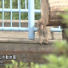 福知山動物園の脱走子猿のその後