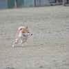 柴犬チドッグランCOCOへ行く！！