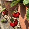 四季なりイチゴ  初収穫！