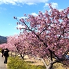 近くの河津桜を見てきた