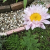 クリサンセマ厶　ロビンソンピンク…一年中庭から消えない植物④