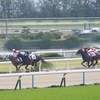 阪神芝1400m（2歳戦）種牡馬別ランキング