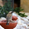 マミジロスズメハタオリ(White-browed Sparrow-Weaver)など