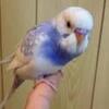 夢に出てくる「セキセイインコ」