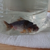 新たな金魚をお迎えした