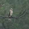 沖縄に鳥を見に行った日記（２０２４　１１１４－１７）その３。
