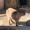 千葉市動物園は安い！動物近い！空いてる！おもろい！で超快適だった