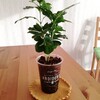 リビングに植物で心豊かに