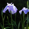 ６月２０日　誕生日の花・花言葉・歌句・万葉歌