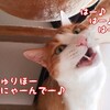 猫たちの日記Part.2