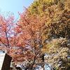 紅葉が綺麗で。。。どこかに行きたい気分！