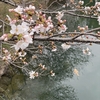 浅口市内の桜の開花状況♪　2024年3月31日現在