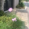 秋桜
