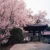 見法寺の桜のアーチ（Apr. 2, 2013）