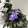 ＊開花中のミニセントポーリア＆ミディ胡蝶蘭