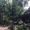 絶品マンゴスチンの秘密＠フィリピン
