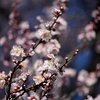 🌸今年一番最初の梅の花です❗️