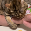 暇だから戯れ合っているあんころもちときなこもち(^^)