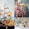 関西地区、粘土のお花（クレイフラワー）の50周年記念展示会、特別販売が開催されます。。。。