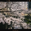 Photo No.1911 / やっと折り返し
