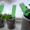 【観葉植物】百均でも充分成長します！