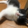動物への優しさが人生を変える：心の美しさの法則