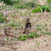 相模川沿いで撮影した野鳥たち