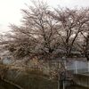 桜満開