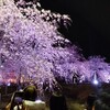【名古屋】鶴舞公園へ夜桜を見にいってきました