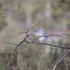 クサヒメチドリ(Savannah Sparrow)