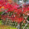 京都・鷹峯 - 光悦寺の紅葉