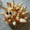 針ネズミのつもりドリア(^^)