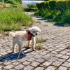 季節のミニキルトとラティスを付けます
