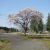 今日の桜、と、草刈りシリーズ開幕