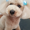 ひめちゃん、ここちゃん、リーラちゃん、ティナちゃん