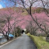 水曜会 ☆ 長篠 河津桜並木