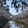 夙川公園｜2025年4月4日（火）更新！2025年の桜の開花情報をお届けします🌸