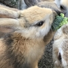 5回目のうさぎ島（大久野島） 新たな うさぎ島情報 ：宿泊場所、餌売り場、増えたうさぎさん達、クラフト体験