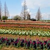あけぼの山公園のチュウリップ